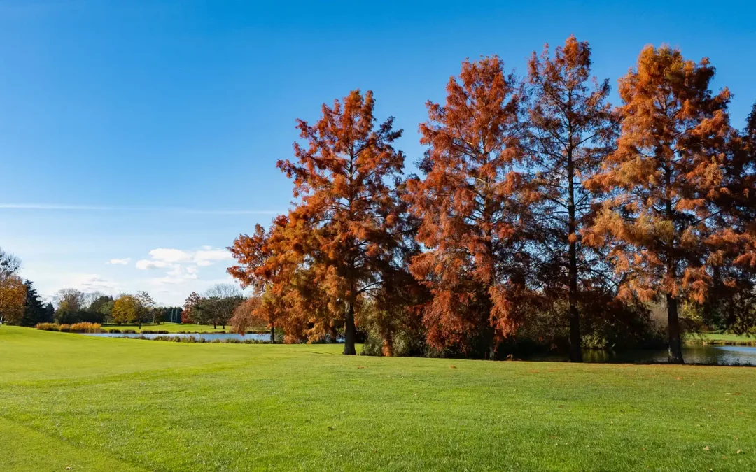Beaujolais Nouveau – JC Décoration – 2025