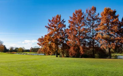 Beaujolais Nouveau – JC Décoration – 2025